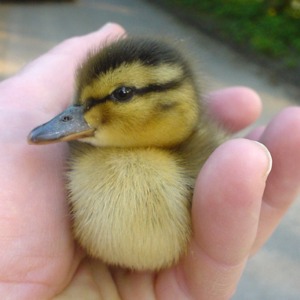 Mallard duckling (Anas platyrhynchos) in hand